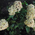Skimmia japonica 'Fragrant Cloud' - Skimmia