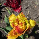 Tulipa 'Bastia' - Tulp