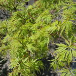 Acer palmatum var. dissectum 'Seiryu' - Japanse esdoorn