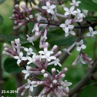 Syringa meyeri 'Palibin'