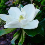 Magnolia grandiflora ‘Galissonière’ - Beverboom - Magnolia grandiflora ‘Galissonière’