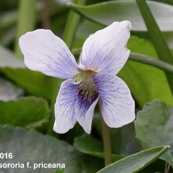Viola sororia f. priceana