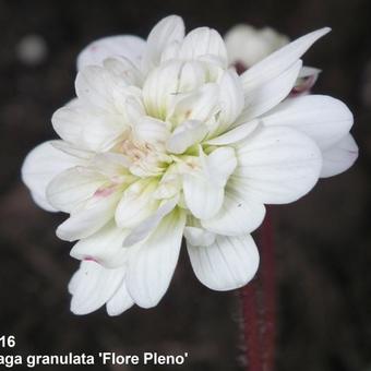 Saxifraga granulata 'Plena'