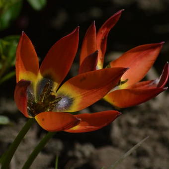 Tulipa humilis 'Little Princess'