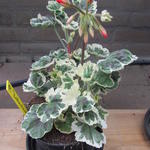 Pelargonium 'Frank Headley' - Geranium