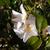 Camellia japonica 'Higo-hagoromo'