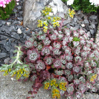 Vetkruid - Sedum spathulifolium 'Purpureum' 