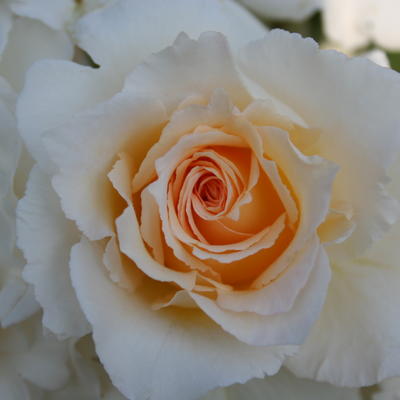 Roos - Rosa 'Poustinia'