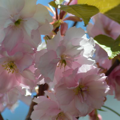 Japanse sierkers - Prunus serrulata 'Kanzan'