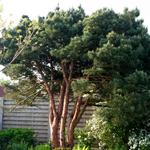 Pinus sylvestris 'Watereri' - Grove den