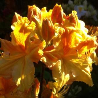 Rhododendron 'Oriental Queen'
