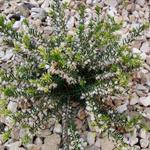 Erica x darleyensis f. albiflora 'White Perfection' - Winterheide, Dopheide