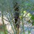 Foeniculum vulgare 'Purpureum'