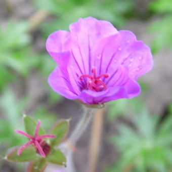 Geranium  'Dilys'