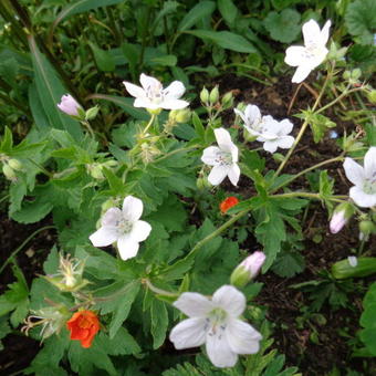 Geranium x oxonianum 'Trevor's White'