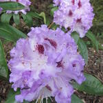 Rhododendron 'Blue Peter' - Rododendron