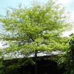 Quercus phellos - Wilgbladige eik