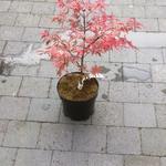 Acer palmatum 'Shirazz' - Japanse esdoorn