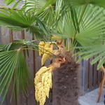 Trachycarpus fortunei - Palm, Windmolenpalm, Chinese waaierpalm