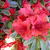 Rhododendron 'Hot Shot Variegata'