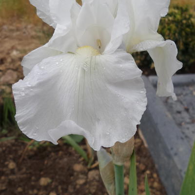 Baardiris, zwaardiris - Iris germanica 'Immortality'