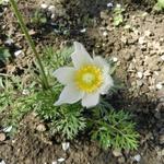 Pulsatilla vulgaris 'Pinwheel White' - Wildemanskruid
