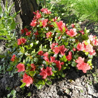 Rhododendron 'Satschiko'