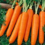 Daucus carota - Wortel - Daucus carota