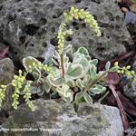 Chiastophyllum oppositifolium 'Variegatum' - Goudmossel