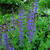 Salvia x sylvestris 'Mainacht'