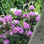Rhododendron ponticum 'Roseum' - Rododendron