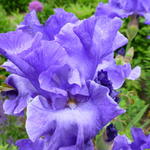 Iris germanica 'Yaquina Blue' - Baardiris, zwaardiris