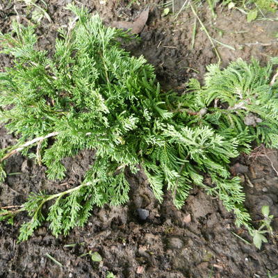 Kruipende jeneverbes - Juniperus horizontalis 'Wiltonii'