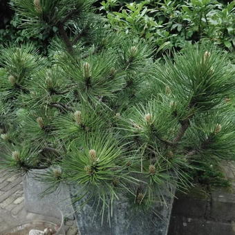 Pinus nigra pygmaea