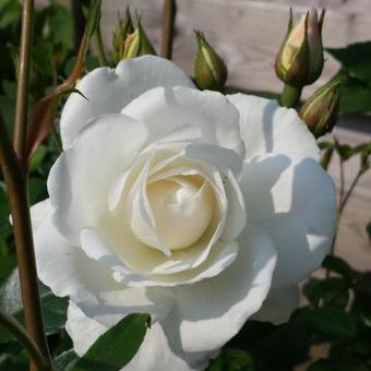 Rosa 'White Symphony'