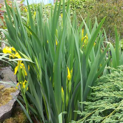 Moerasiris,Gele lis - Iris pseudacorus ' Variegata'