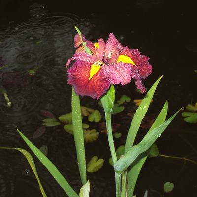 Iris - Iris louisiana 'Ann Chowning'