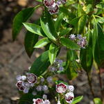 Kalmia latifolia 'Pinwheel' - Lepelboom, laurierroos