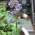 Nepeta grandiflora 'Summer Magic'
