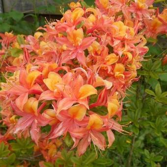 Rhododendron 'Van Houtte Flore Pleno'