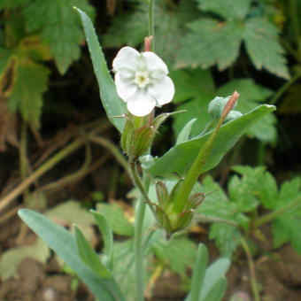 Omphalodes linifolia