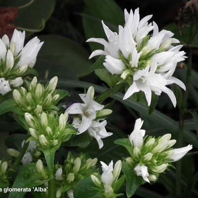 Kluwenklokje - Campanula glomerata 'Alba'