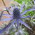 Eryngium x zabelii 'Big Blue'