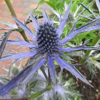 Eryngium x zabelii 'Big Blue' - Kruisdistel