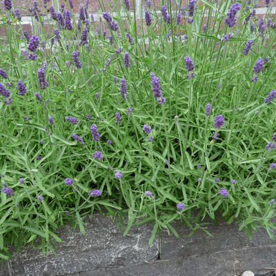 Lavendel - Lavandula x chaytoriae 'Richard Gray'