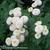 Tanacetum parthenium 'White Pompon'