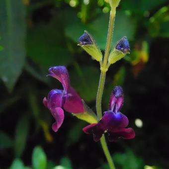 Salvia 'Nachtvlinder'
