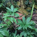 Pinellia pedatisecta - Groene draak