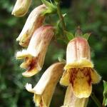 Digitalis obscura - Wilgebladig-Vingerhoedskruid