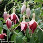 Fuchsia 'Celia Smedley’ - Bellenplant